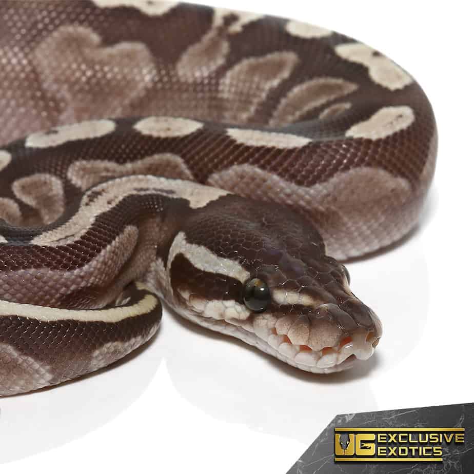 Baby GHI Lesser Ball Python (Python regius) For Sale - Underground Reptiles
