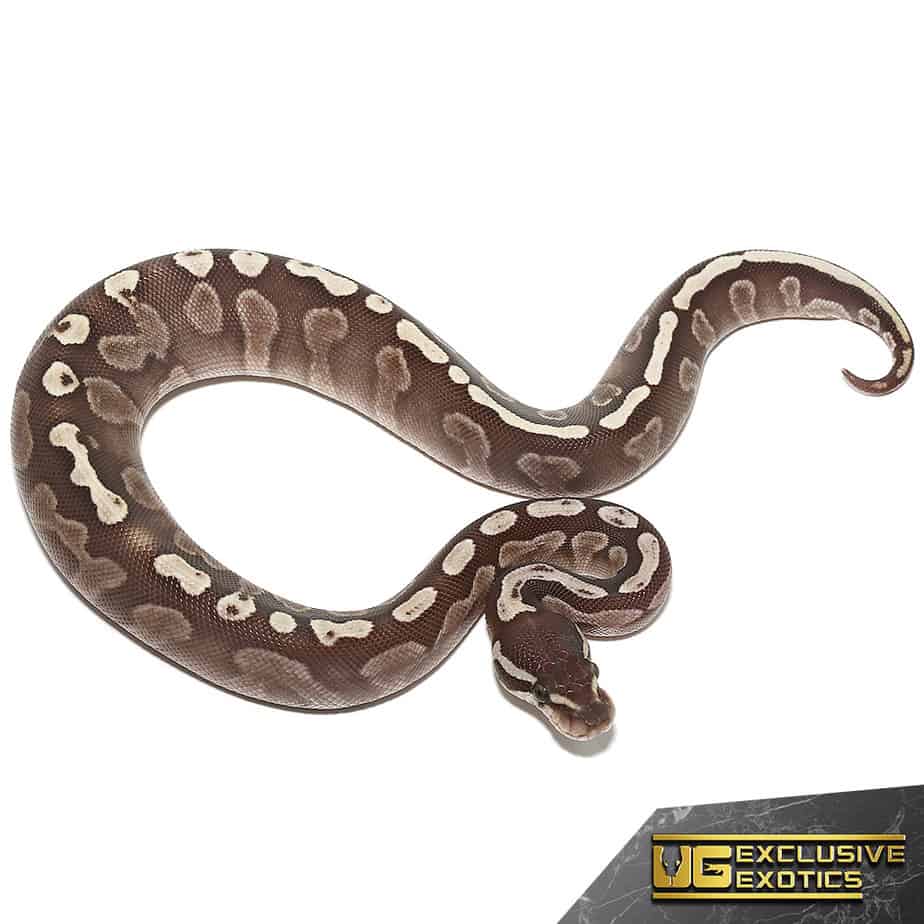 Baby GHI Lesser Ball Python (Python regius) For Sale Underground Reptiles