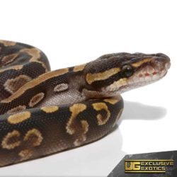 Baby GHI Mojave Ball Pythons For Sale - Underground Reptiles