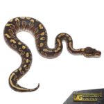 Baby GHI Mojave Ball Pythons For Sale - Underground Reptiles