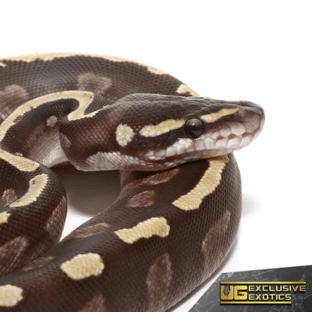 Baby GHI Mojave Yellowbelly Ball Python For Sale - Underground Reptiles