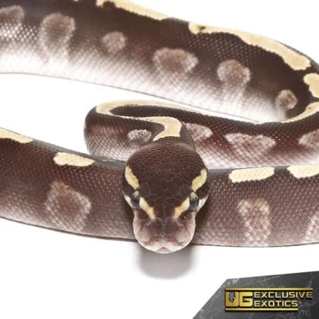 Baby GHI Mojave Yellowbelly Ball Python For Sale - Underground Reptiles