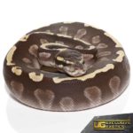 Baby GHI Mojave Yellowbelly Ball Python For Sale - Underground Reptiles