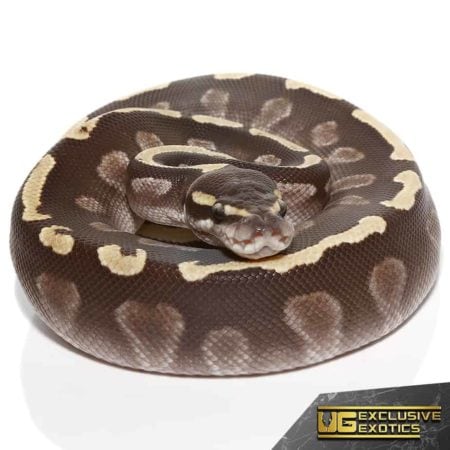 Baby GHI Mojave Yellowbelly Ball Python For Sale - Underground Reptiles