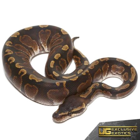 Baby GHI Yellowbelly Ball Pythons For Sale - Underground Reptiles