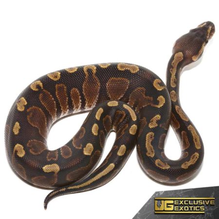 Baby GHI Yellowbelly Ball Pythons For Sale - Underground Reptiles