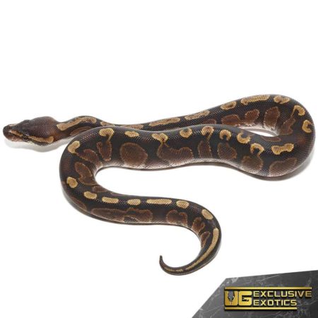 Baby GHI Yellowbelly Ball Python, a stunning reptile with vibrant colors and unique patterning. Perf.