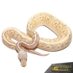 Baby Pastel Yellowbelly Banana Cinnamon Ball Python For Sale - Underground Reptiles