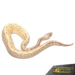 Baby Pastel Yellowbelly Banana Cinnamon Ball Python For Sale - Underground Reptiles