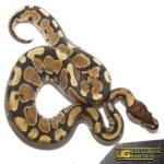 Baby Yellowbelly Ball Python For Sale - Underground Reptiles