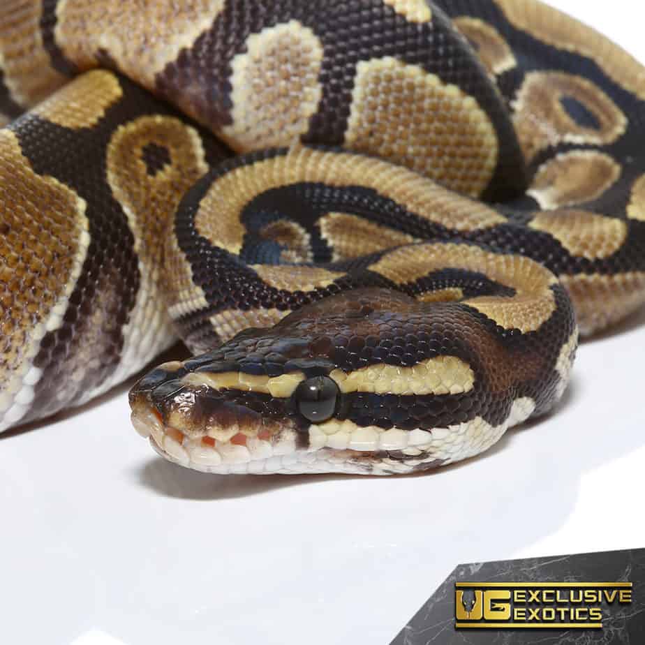 Baby Ball Pythons For Sale - Underground Reptiles