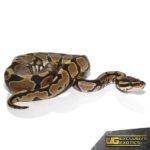Baby Yellowbelly Ball Python For Sale - Underground Reptiles