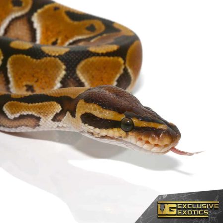Baby Special Het Clown Ball Pythons For Sale - Underground Reptiles