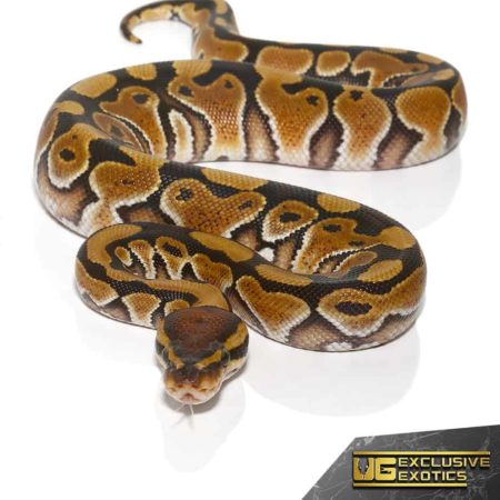 Baby Special Het Clown Ball Pythons For Sale - Underground Reptiles