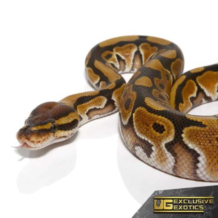 Baby Special Het Clown Ball Pythons (Python regius) For Sale ...