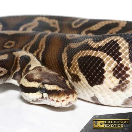 2020 GHI Phantom Ball Python For Sale - Underground Reptiles