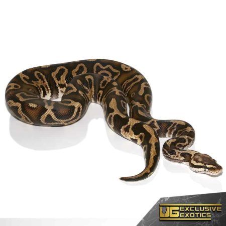 2020 GHI Phantom Ball Python For Sale - Underground Reptiles