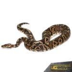 2020 GHI Phantom Ball Python For Sale - Underground Reptiles