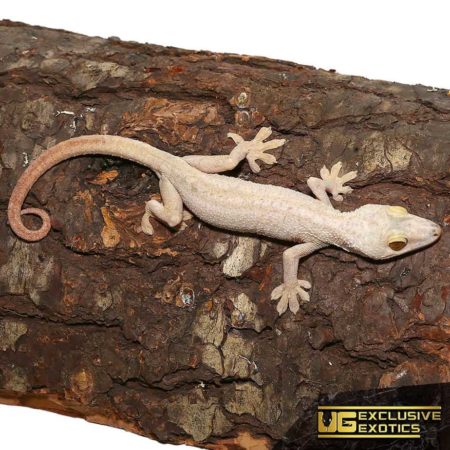 Hypo White Lined Gecko For Sale - Underground Reptiles