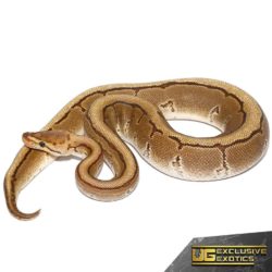 2020 Fire Pinstripe Het Gen Stripe Ball Python For Sale - Underground Reptiles