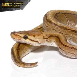 2020 Fire Pinstripe Het Gen Stripe Ball Python For Sale - Underground Reptiles