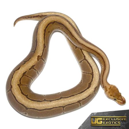 2020 Fire Pinstripe Het Gen Stripe Ball Python For Sale - Underground Reptiles