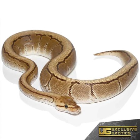 2020 Fire Pinstripe Het Gen Stripe Ball Python For Sale - Underground Reptiles