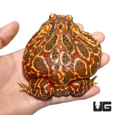 Close-up of adult Coffee Pacman frog held in hand, showcasing vibrant colors and unique pattern.