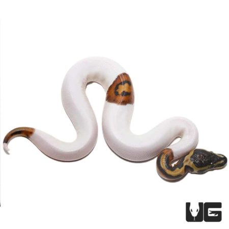 Baby Scaleless Head Pied Ball Python For Sale - Underground Reptiles