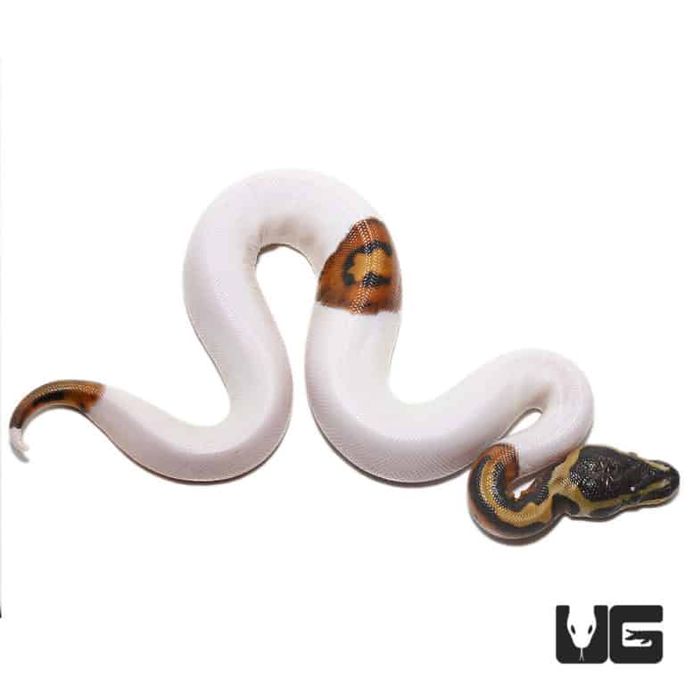 Ball Pythons For Sale - Underground Reptiles