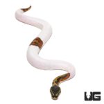 Baby Scaleless Head Pied Ball Python For Sale - Underground Reptiles
