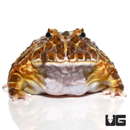 Coffee Pacman Frogs For Sale - Underground Reptiles
