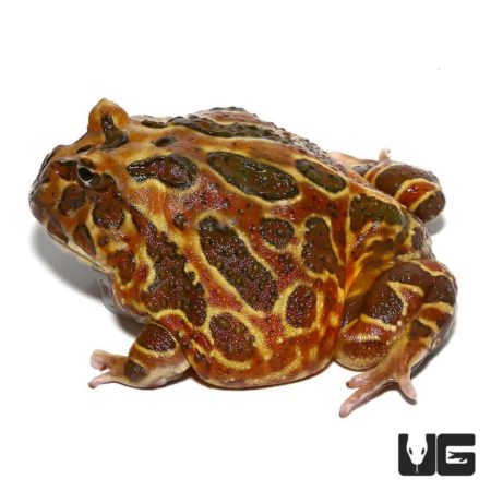 Coffee Pacman Frogs For Sale - Underground Reptiles