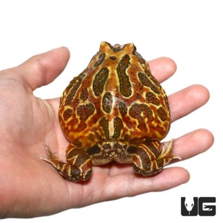 Coffee Pacman Frogs For Sale - Underground Reptiles