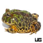 Adult Green Leopard Pacman Frogs For Sale - Underground Reptiles