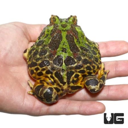 Adult Green Leopard Pacman Frogs For Sale - Underground Reptiles