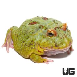 Adult Matcha Pacman Frog For Sale - Underground Reptiles
