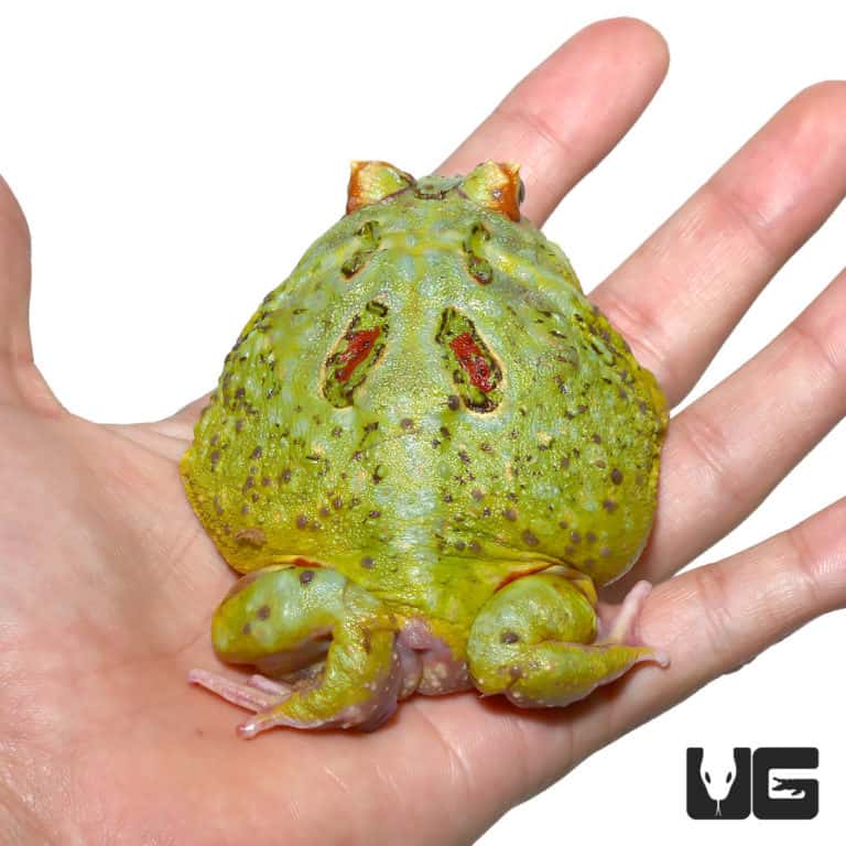 Adult Matcha Pacman Frog #2 For Sale (Ceratophrys cranwelli