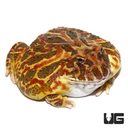 Adult Coffee Pacman Frogs For Sale - Underground Reptiles