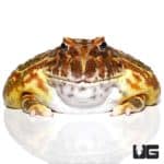 Coffee Pacman Frogs For Sale - Underground Reptiles