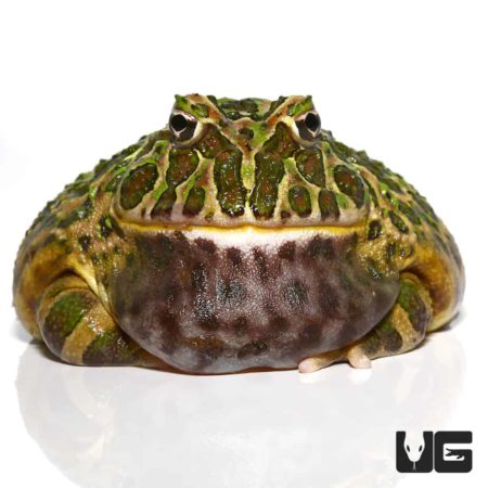 Adult Green Leopard Pacman Frogs For Sale - Underground Reptiles
