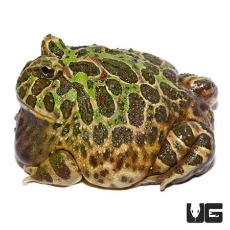Adult Green Leopard Pacman Frog, vibrant and unique amphibian for reptile enthusiasts.