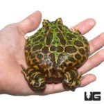 Adult Green Leopard Pacman Frogs For Sale - Underground Reptiles