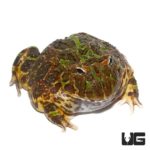 Adult Ornate Pacman Frogs For Sale - Underground Reptiles