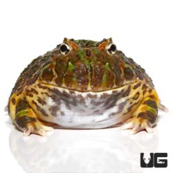 Adult Ornate Pacman Frogs For Sale - Underground Reptiles