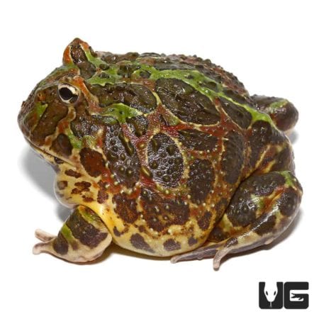 Adult Ornate Pacman Frogs For Sale - Underground Reptiles