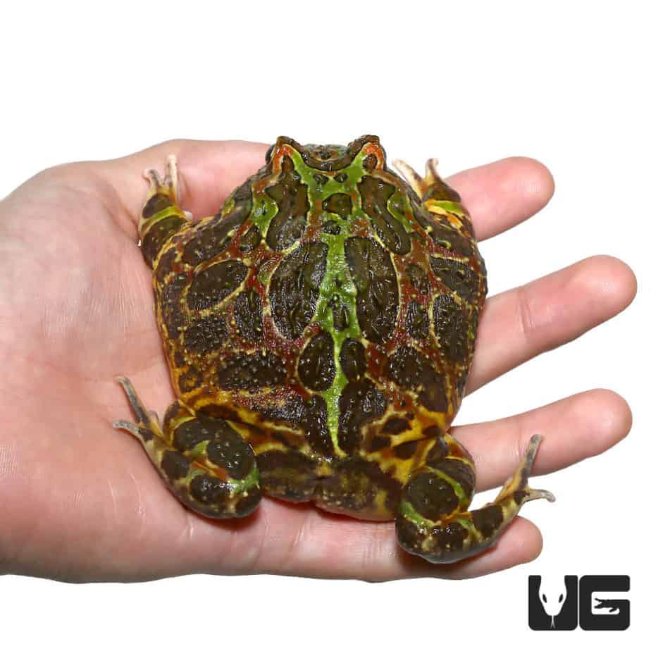 Ornate Pacman Frogs For Sale Underground Reptiles