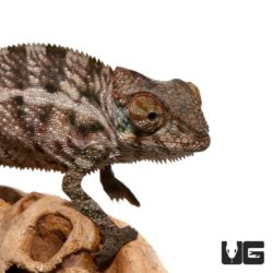 Baby Panther Chameleons For Sale - Underground Reptiles