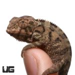 Baby Panther Chameleons For Sale - Underground Reptiles
