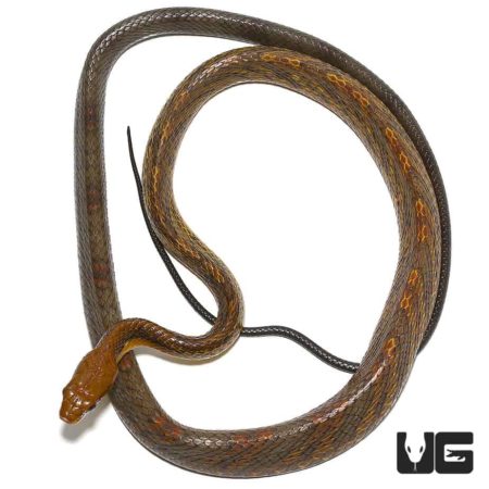 Yellow Bellied Puffing Snake For Sale - Underground Reptiles